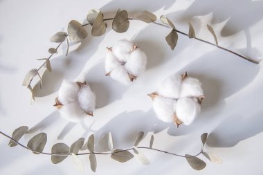 Okaliptüs ve pamuk çiçeklerinden taze dalların bileşimi, düz bir zemin, üst manzara, hassas pastel zemin.
