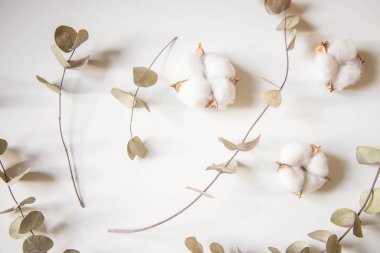 Okaliptüs ve pamuk çiçeklerinden taze dalların bileşimi, düz bir zemin, üst manzara, hassas pastel zemin.