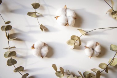 Okaliptüs ve pamuk çiçeklerinden taze dalların bileşimi, düz bir zemin, üst manzara, hassas pastel zemin.