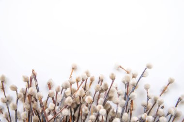 Gri tüylü kedi derisi ile Bahar Söğüt dalı