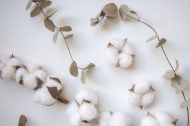 Okaliptüs ve pamuk çiçeklerinden taze dalların bileşimi, düz bir zemin, üst manzara, hassas pastel zemin.