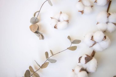 Okaliptüs ve pamuk çiçeklerinden taze dalların bileşimi, düz bir zemin, üst manzara, hassas pastel zemin.