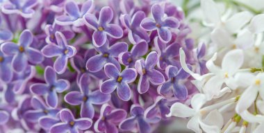 Özelliklede bulanık arka plan, mor leylak çiçekleri.