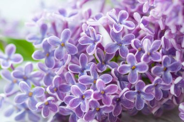 Özelliklede bulanık arka plan, mor leylak çiçekleri.