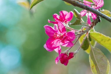 Doğada güzel pembe arka plan, kapat