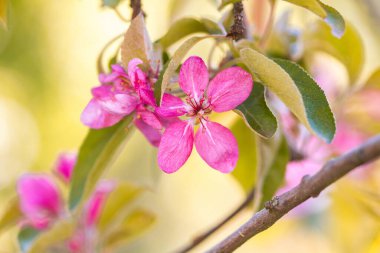 Doğada güzel pembe arka plan, kapat