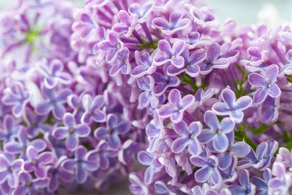 特に背景がぼやけ 紫色のライラックの花 — ストック写真