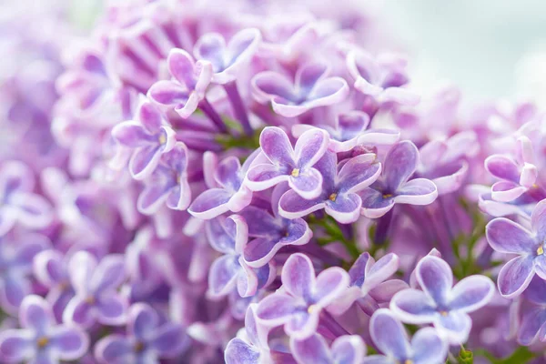Specially Blurred Background Purple Lilac Flowers — Stock Photo, Image