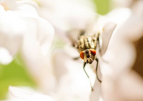 Fliegenkäfer Auf Schöner Blume Hintergrund Nahaufnahme — Stockfoto