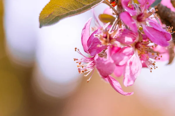 Belo Rosa Fundo Natureza Close — Fotografia de Stock