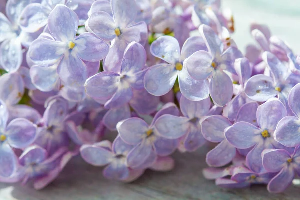 Specially Blurred Background Purple Lilac Flowers — Stock Photo, Image