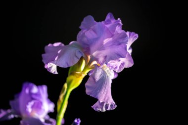 Siyah arka planda koyu mor süsen çiçekleri, güzel çiçekler, duvar kağıtları..