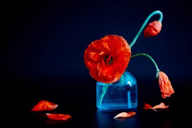 Siyah arka planda cam vazoda kırmızı gelincikler, güzel koyu arkaplan, kırmızı çayır çiçekleri.