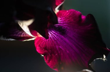Siyah arka planda koyu mor bir iris çiçeği, güzel bir çiçek, duvar kağıdı.