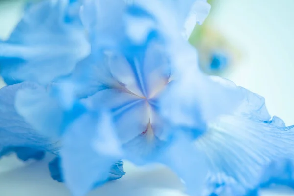 Modrá Barva Duhovky Světlo Krásné Rozmazané Pozadí Selektivní Ostrost Speciální — Stock fotografie