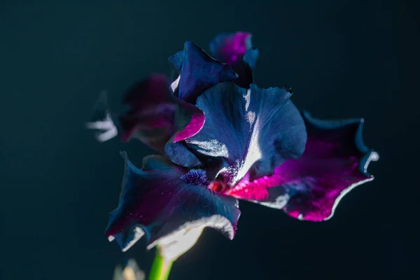 Tmavě Fialová Duhovka Květ Černém Pozadí Krásné Květiny Tapety — Stock fotografie