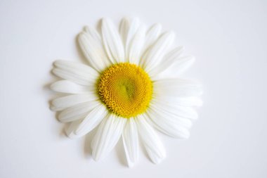 Beyaz papatya, güzel uzun yapraklı parlak yaz çiçeği, tıbbi bitki..