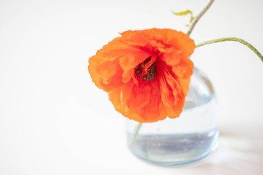 Arka planda cam vazoda kırmızı haşhaş, güzel arka plan, kırmızı çayır çiçeği.