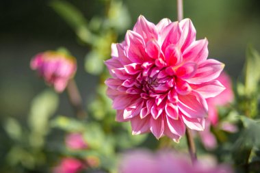 Bahçedeki güzel pembe yıldız çiçeği