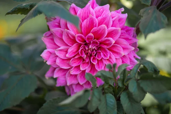 Hermosa Flor Dalia Rosa Jardín —  Fotos de Stock