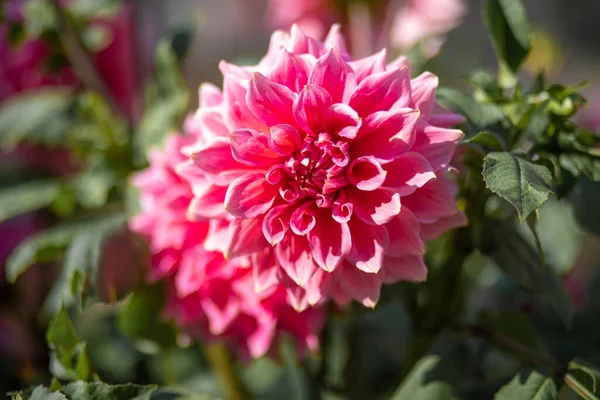 Hermosas Flores Dalia Rosa Jardín —  Fotos de Stock