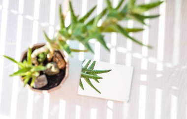  Kaktüs bir saksıda, beyaz bir masanın üzerinde. Panjurlardan gelen güzel gölgeler, güneş ışınları, parlaklık, ışık arka plan, aynadaki yansımada keskinlik..