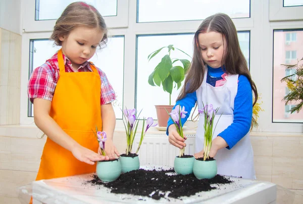 Duas Meninas Plantam Brotos Croco Chão Agricultura Crianças Cultivam Plantas — Fotografia de Stock