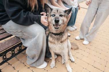 Dost canlısı bir köpek kaldırımda oturur ve sahipleri onu severken güneşin tadını çıkarır. Arkadaşlar sohbet eder ve yakınlarda dinlenir, neşeli park atmosferinde gülücükler ve neşeli anlar paylaşırlar..