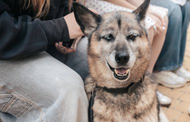 Neşeli, parlak gözlü bir köpek güneşli bir gezi sırasında insanların yanında oturur. Arkadaşlar gülüyor ve hikayelerini paylaşıyor, tüylü yoldaşlarına sevgi dolu sıcak bir atmosfer yaratıyorlar..