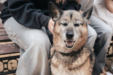 Huzurlu bir parkta, sakin bir köpek, sakin bir günde, güneşin tadını çıkaran ve arkadaşlığın sıcaklığının tadını çıkaran bir insanın yanında mutlu bir şekilde oturur..