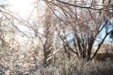 Güneş ışığı donuk dalların arasından süzülerek pırıl pırıl bir buz manzarası yaratır. Hassas rima ağaçları kaplar, Ocak ayının dingin güzelliğini gözler önüne serer..