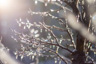 Narin buz, yumuşak güneş ışığında parıldayan ağaç dallarını kaplar. Işıldayan buz büyülü bir atmosfer yaratır, Ocak ayındaki kış sükunetinin özünü yakalar..