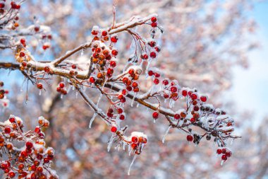 Sakin bir kış sahnesinde, parlak kırmızı böğürtlenlerle süslenmiş dallar, soğuk Ocak ayının güneş ışığında parlayarak, doğanın buz gibi güzelliğinin büyüsünü yakalar..