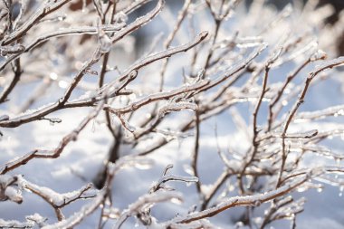 Narin dallar parlak, soğuk güneşin altında pırıl pırıl kıpır kıpır parlıyor ve Ocak ayında şaşırtıcı bir kış harikalar diyarı deneyimi yaratıyor..