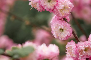 Yumuşak pembe kiraz çiçekleri kümeleri dalları doldurarak huzurlu bir bahçede çarpıcı bir görüntü yaratıyor. Hava temiz ve güzel kokulu, baharın neşesini karşılıyor..