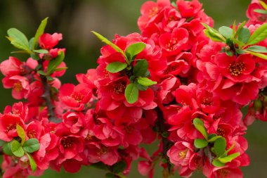 Canlı kırmızı çiçekler bir dalda bol bol çiçek açar, bereketli yaprakları ılık güneş ışığı altında açılır, tam bahar mevsiminde doğanın güzelliğinin canlı bir manzarasını yaratır..