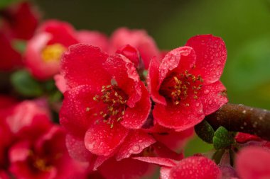 Hoş kırmızı çiçekler, taze yağmur damlalarıyla süslenmiş, ince bir dalda çiçek açmış, bereketli bahar mevsiminde bereketli bir bahçede doğanın güzelliğini sergiliyor..