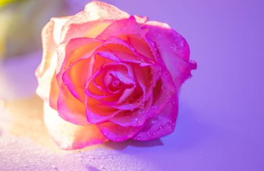 Narin pembe gül yaprakları, yumuşak ve büyüleyici bir arka planda, 8 Mart ve 14 Şubat gibi özel günler için romantizm, şefkat ve kutlama duyguları uyandıran taze çiğ taneleriyle parıldıyor..