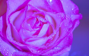 Sersemletici pembe bir gül zarif bir şekilde duruyor, yapraklarının yumuşaklığını artıran çiy damlalarıyla parıldıyor..