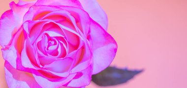 Göz kamaştırıcı pembe bir gül zarif bir şekilde duruyor. Parlayan çiy damlalarıyla süslenmiş. Yumuşak bir zemin üzerine kurulmuş bu çiçek sevgi ve şefkat yayar. Romantik durumlar ve tatiller için mükemmeldir..