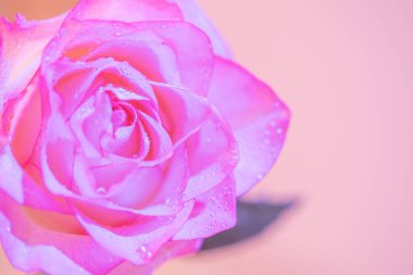 Parlayan çiy damlalarıyla süslenmiş güzel pembe bir gül, şefkat ve aşkın özünü yakalar. Sevgililer Günü ve Uluslararası Kadınlar Günü gibi romantik durumlar için mükemmeldir..