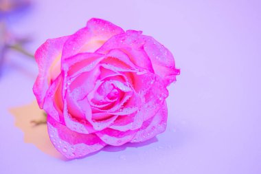 Canlı pembe bir gül taze çiy damlacıklarıyla parıldıyor, yumuşak mor bir zemin üzerine kurulmuş, sevgi ve şefkat duyguları uyandırıyor tatil kutlamaları için mükemmel..
