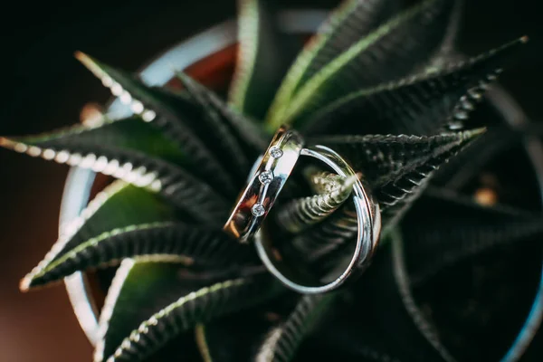 Wedding rings close up on a green plant and wooden background. Wedding day planning.