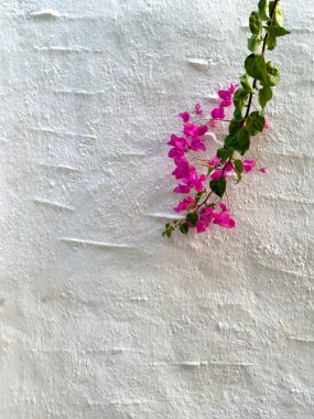 Beyaz Duvar 'da Pembe Bougainvillea, minimum dikey kompozisyon. Yüksek kalite fotoğraf