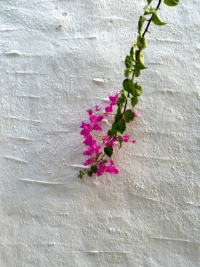 Beyaz Duvar 'da Pembe Bougainvillea, minimum dikey kompozisyon. Yüksek kalite fotoğraf