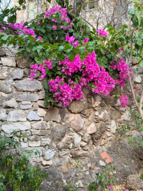 Bougainvillea Eski Bir Veritabanı 'nın Kırmızı Kapısı, Ege Mimarisi. Yüksek kalite fotoğraf