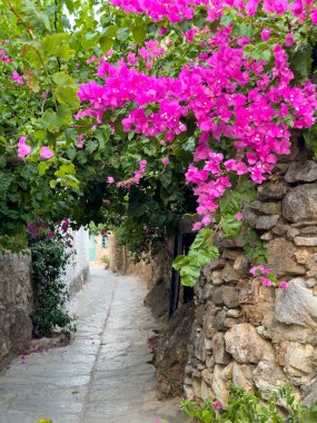 Bougainvillea Eski Bir Veritabanı 'nın Kırmızı Kapısı, Ege Mimarisi. Yüksek kalite fotoğraf