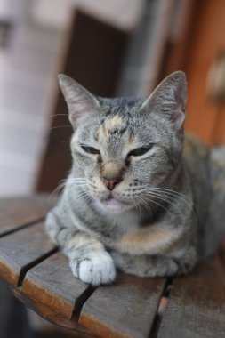 Gri Çizgili Kedi ahşap masada. Gri çizgili gri kedili patates gevşiyor..