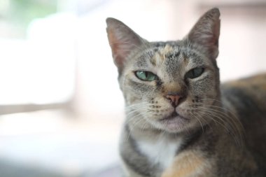 Gri Çizgili Kedi ahşap masada. Gri çizgili gri kedili patates gevşiyor..