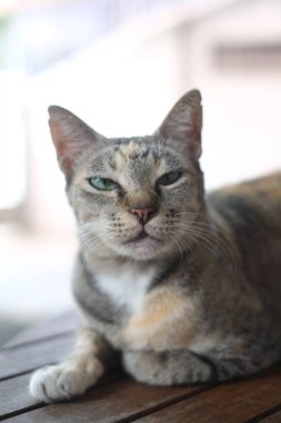 Gri Çizgili Kedi ahşap masada. Gri çizgili gri kedili patates gevşiyor..